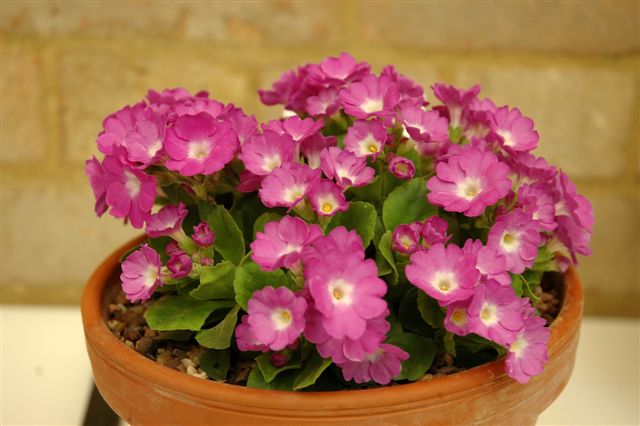 Primula 'Beatrice Wooster'