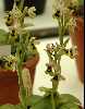Ophrys tenthredenifera