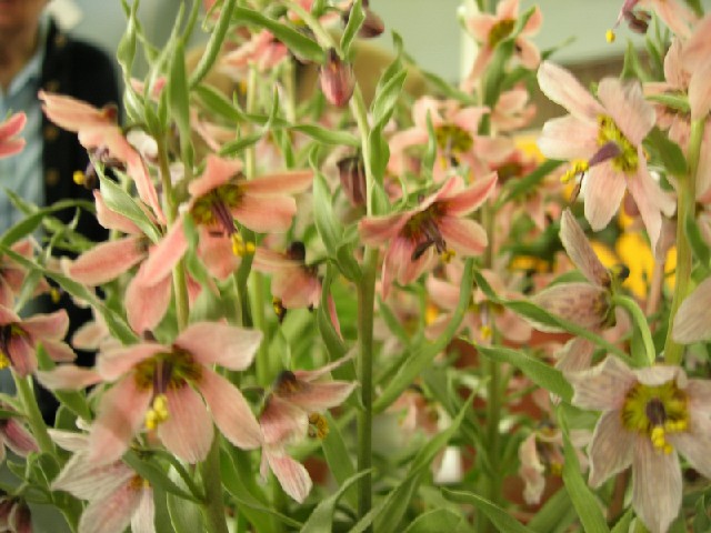 Fritillaria karelinii