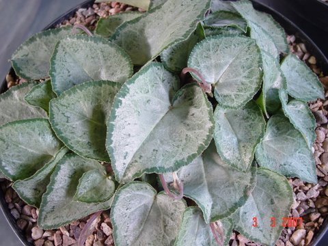 Cyclamen persicum Silver Leaf