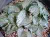 Cyclamen persicum Silver Leaf