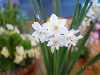 Narcissus canariense