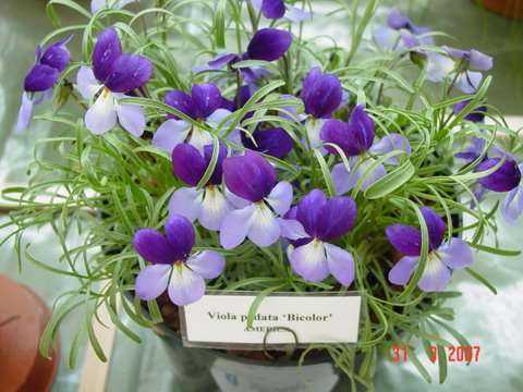 Viola pedata bicolor