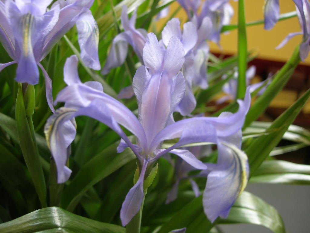 Iris graeberiana (Dark Form)