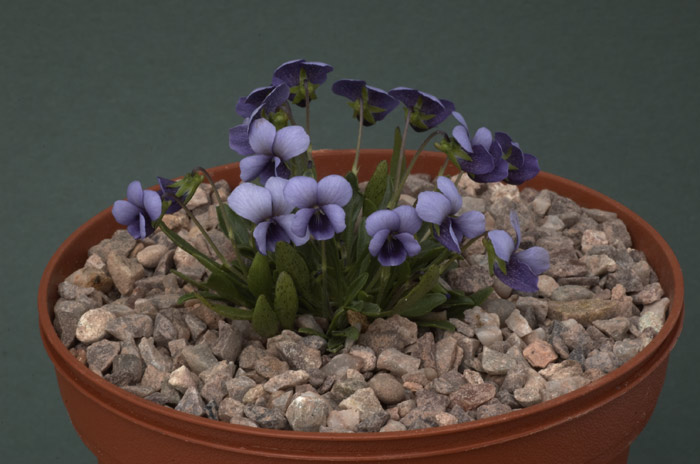 Viola spathulata