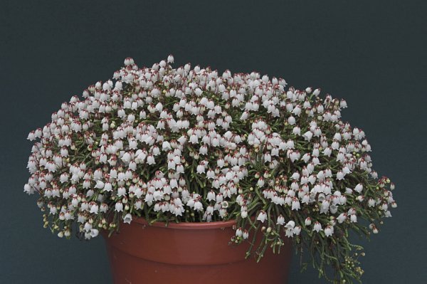 Cassiope 'Beatrice Lilley'