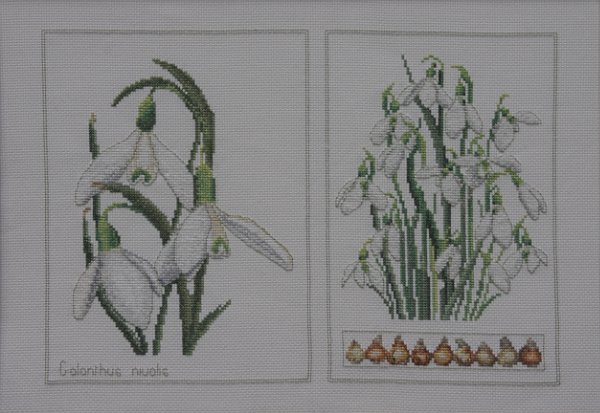 Embroidery: Galanthus