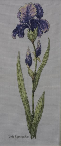 Embroidery: Iris germanica
