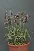 Fritillaria affinis var. tristulis