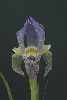 Iris camillae