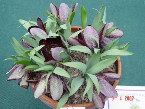 Fritillaria tuberformis