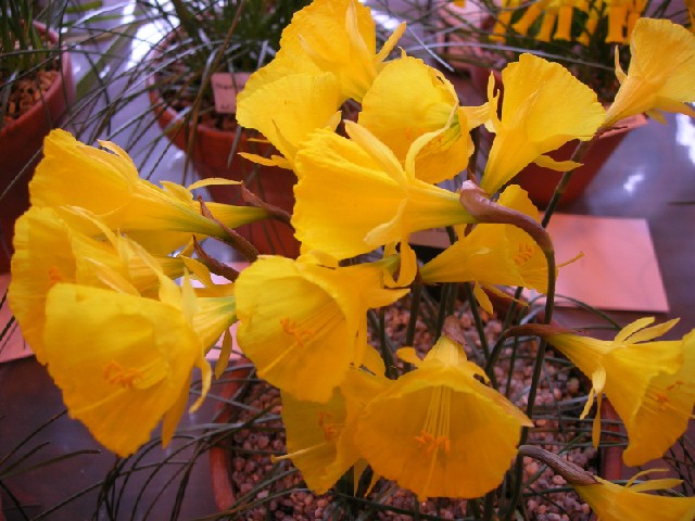 Narcissus bulbocodium, large flower
