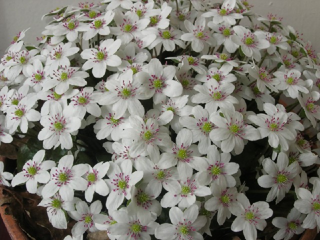 Hepatica japonica