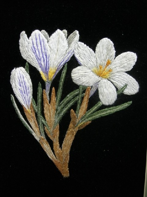 Crocus biflorus, embroidery