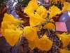 Narcissus bulbocodium, large flower