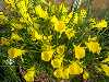 Narcissus bulbocodium conspicuus