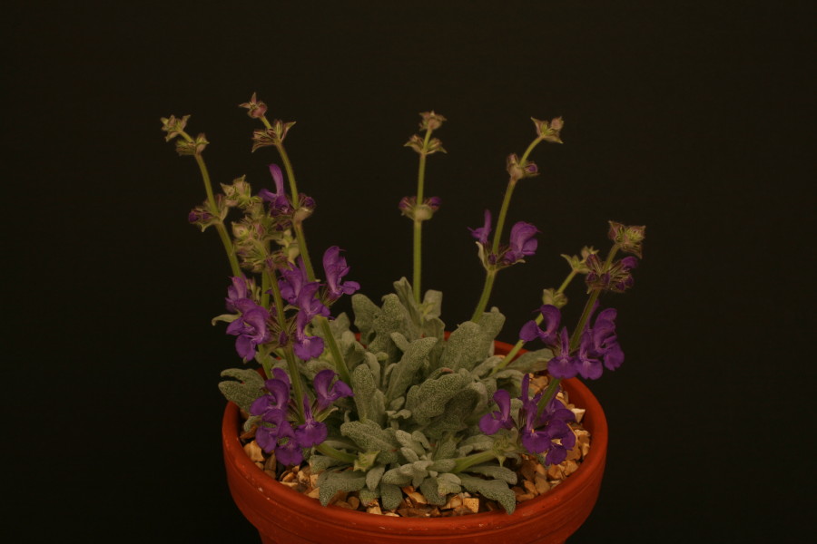 Salvia dhagistanica
