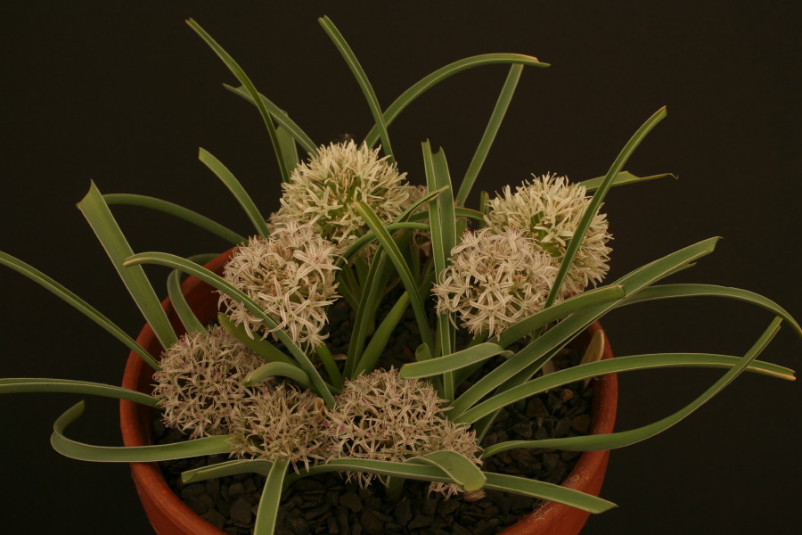Allium breviscapum (ex Iran)
