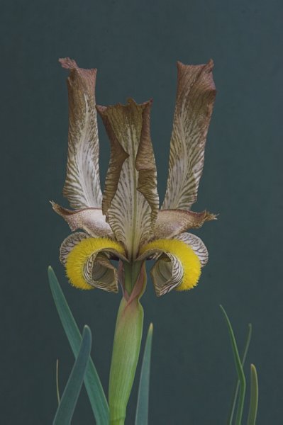 Iris meda