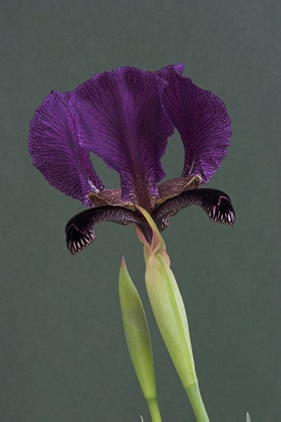 Iris paradoxa var.paradoxa