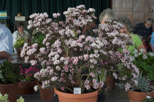 Rhododendron primuliflorum cephalanthoides 'Doker La'