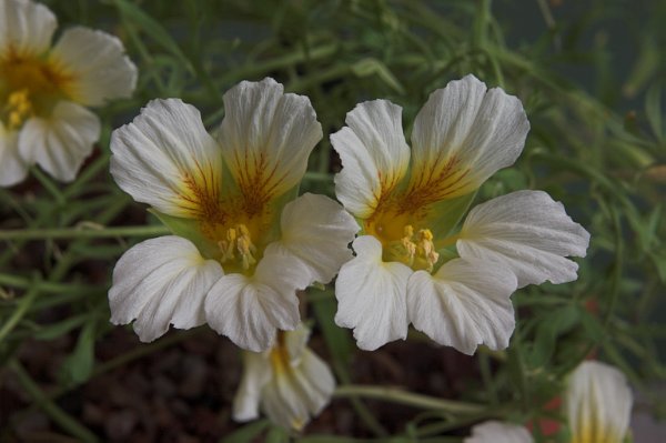 Tropaeolum sessilifolium