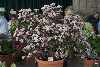 Rhododendron primuliflorum cephalanthoides 'Doker La'