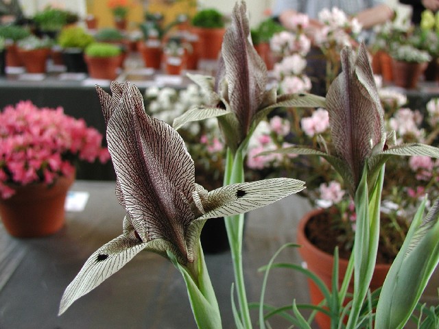 Iris acutiloba ssp lineolata