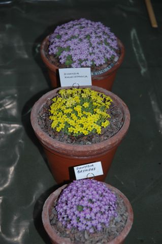 3 pans rock plants in flower