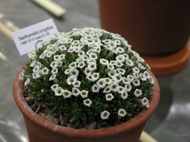 Benthamiella longifolia