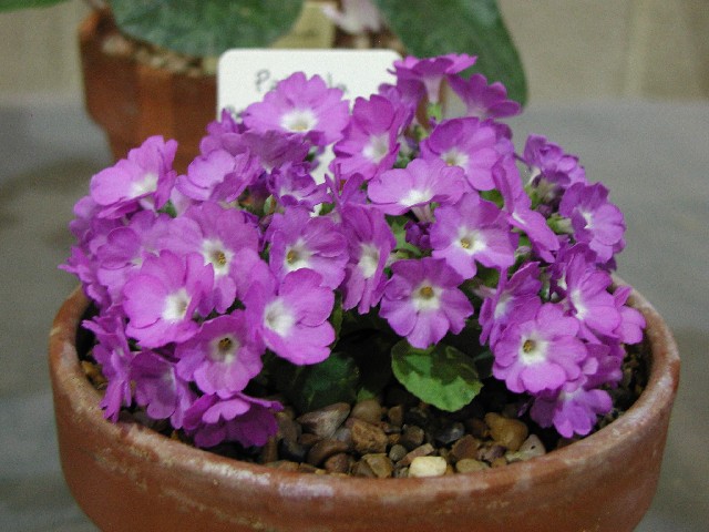 Primula 'Beatrice Wooster'