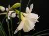 Narcissus triandrus x cantabricus