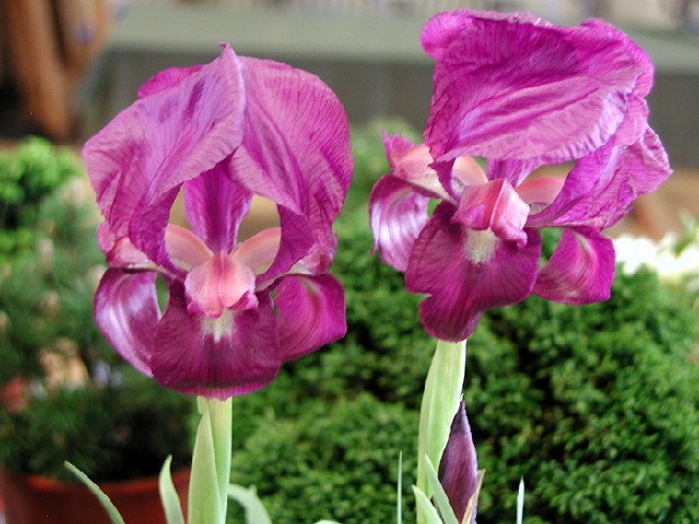 Iris barnumae