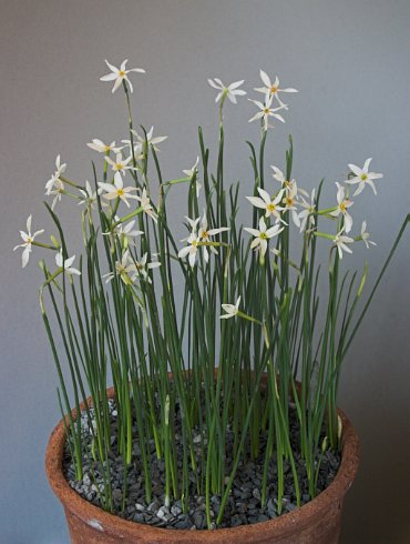 Narcissus miniatus