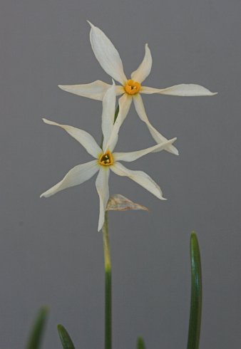 Narcissus miniatus