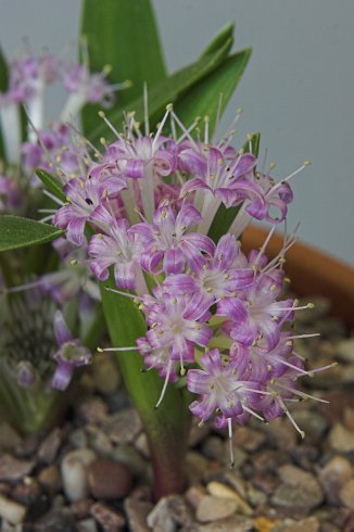 Polyxena pygmaea