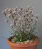 Allium Callimischon subsp. haemostictum