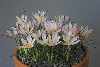 Crocus boryi 'feathered form'