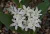 Polyxena ensifolia