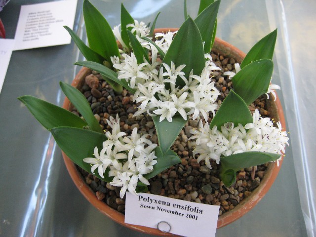 Polyxena ensifolia