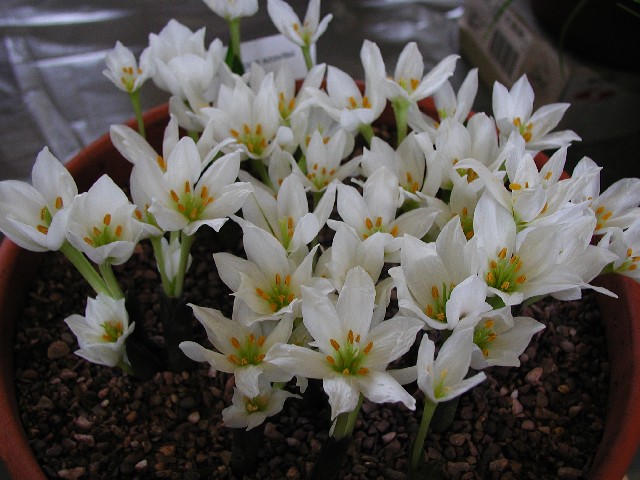 Colchicum szovitsii, white form