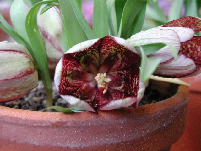 Fritillaria tubiformis