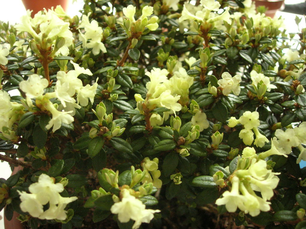 Rhododendron sargentianum