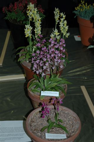 3 pans Orchidaceae
