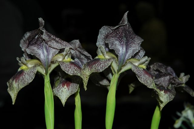 Iris sari