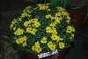 Morisia monanthos 'Fred Hemmingway'