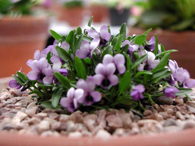 Viola spathulata