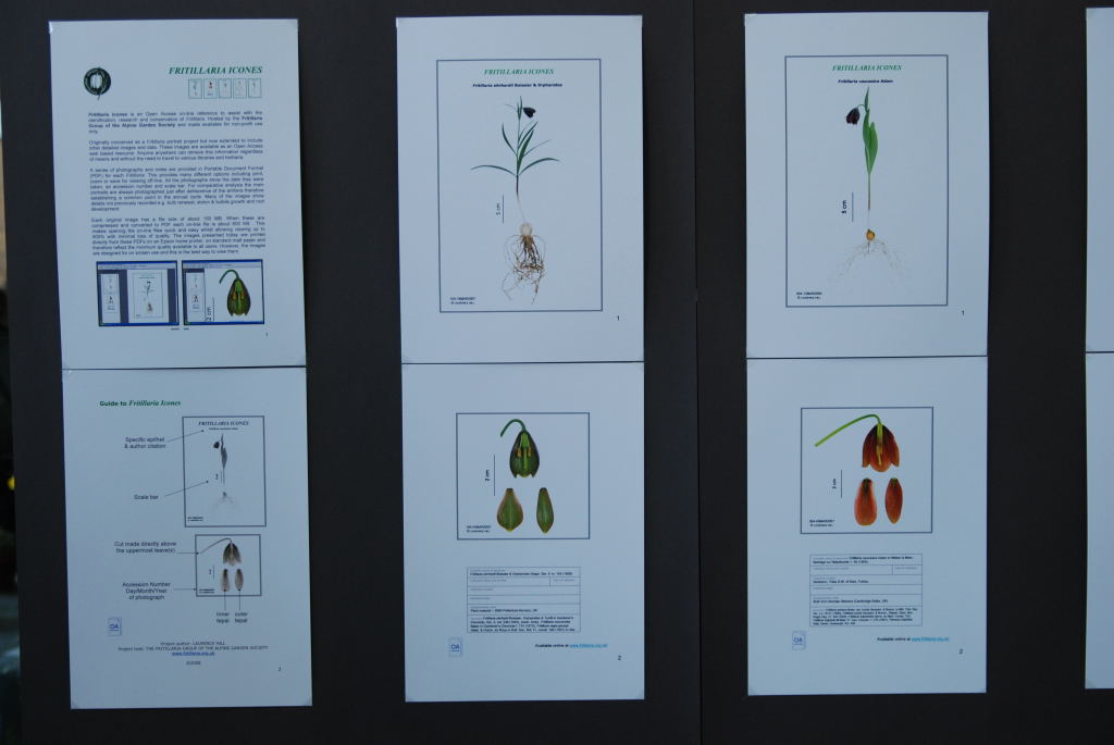 Phographic display of Fritillaria icones