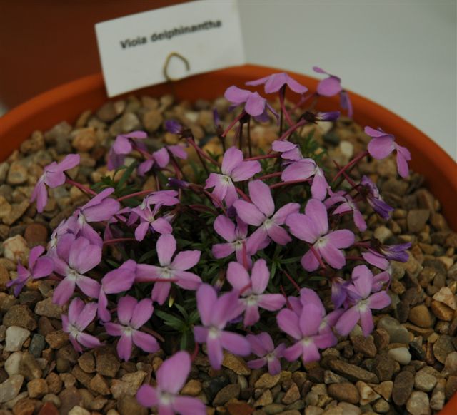 Viola delphinantha