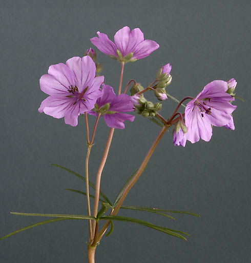 Geranium linearilobum subsp transversale f.laciniata